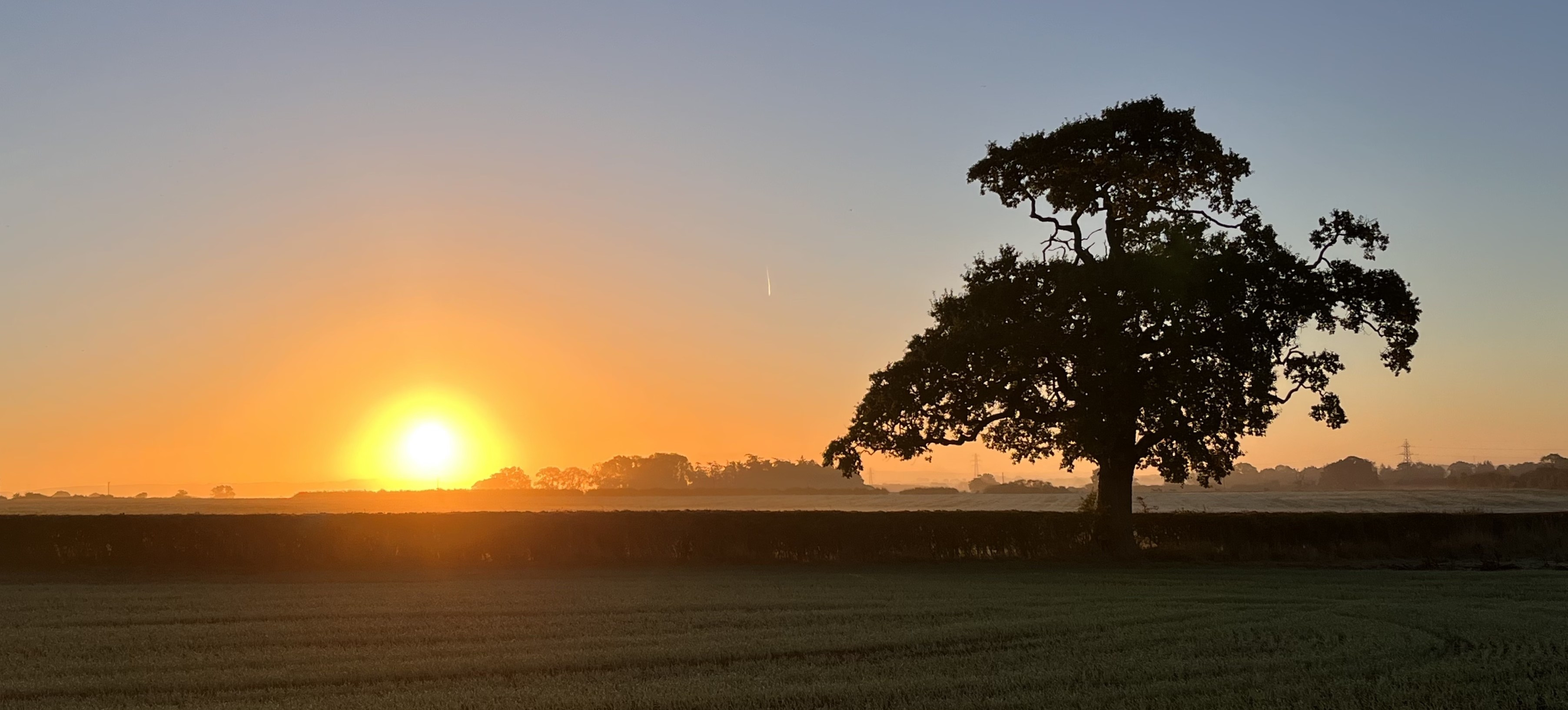 Sunrise over a field and a tree
