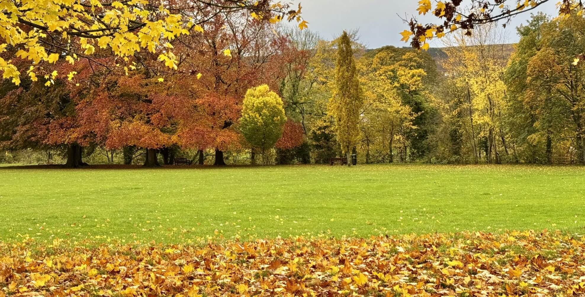 Field surrounded by autum trees