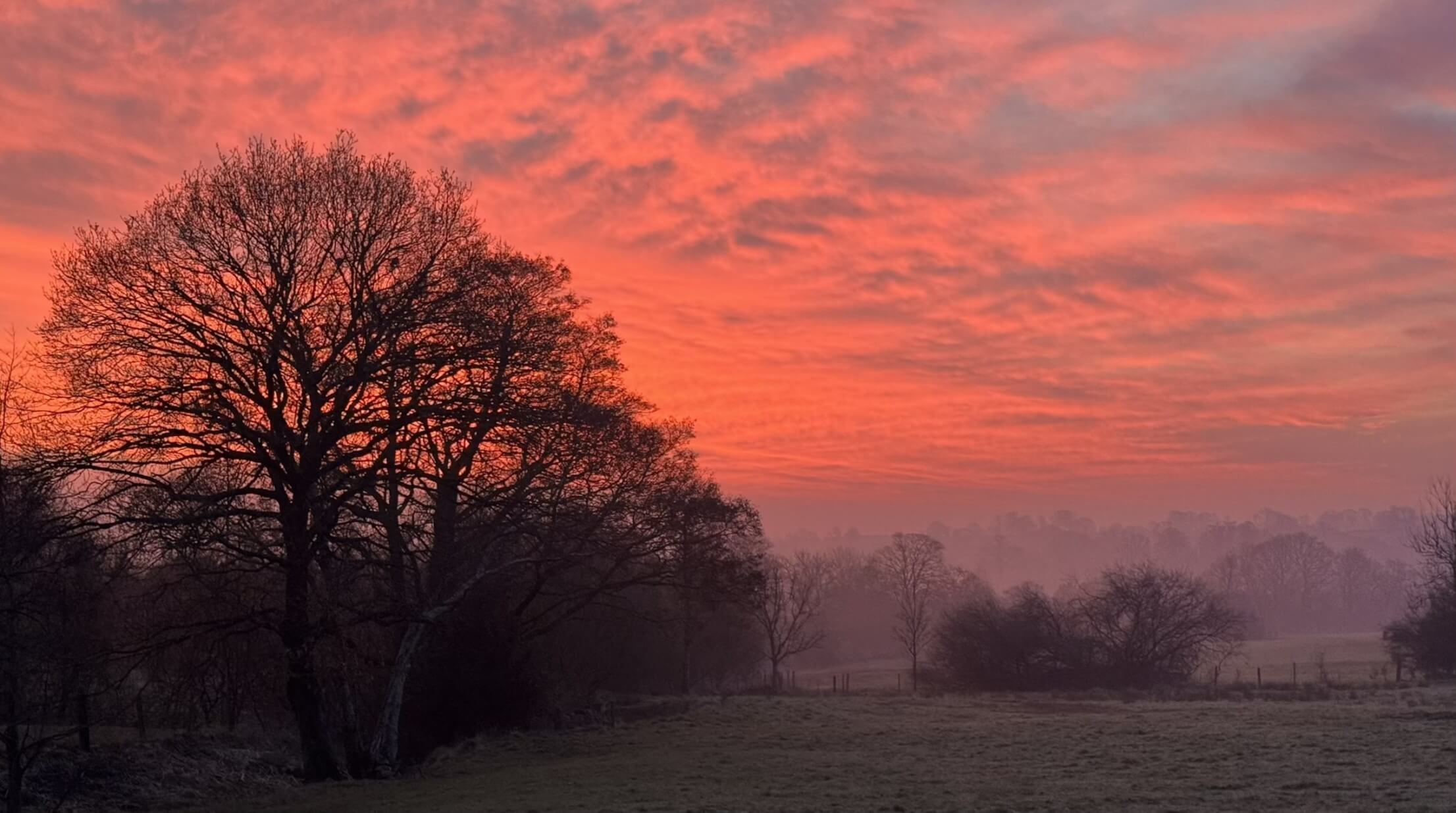 Sunrise over misty field with trees