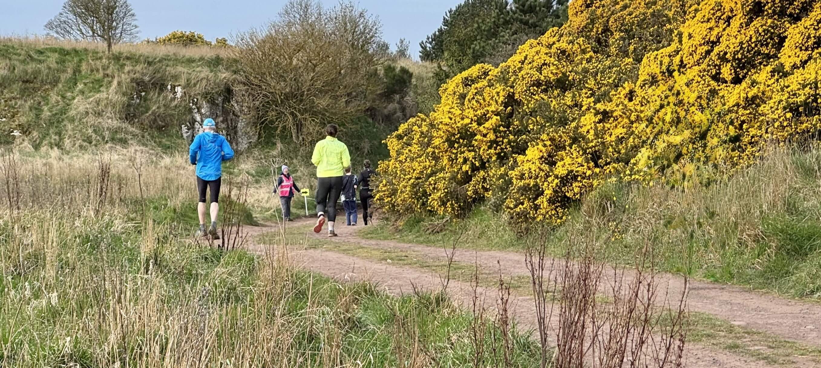 Path, yellow gorse and runners