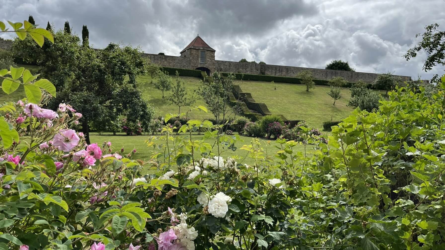 Durham Old Gardens Roses