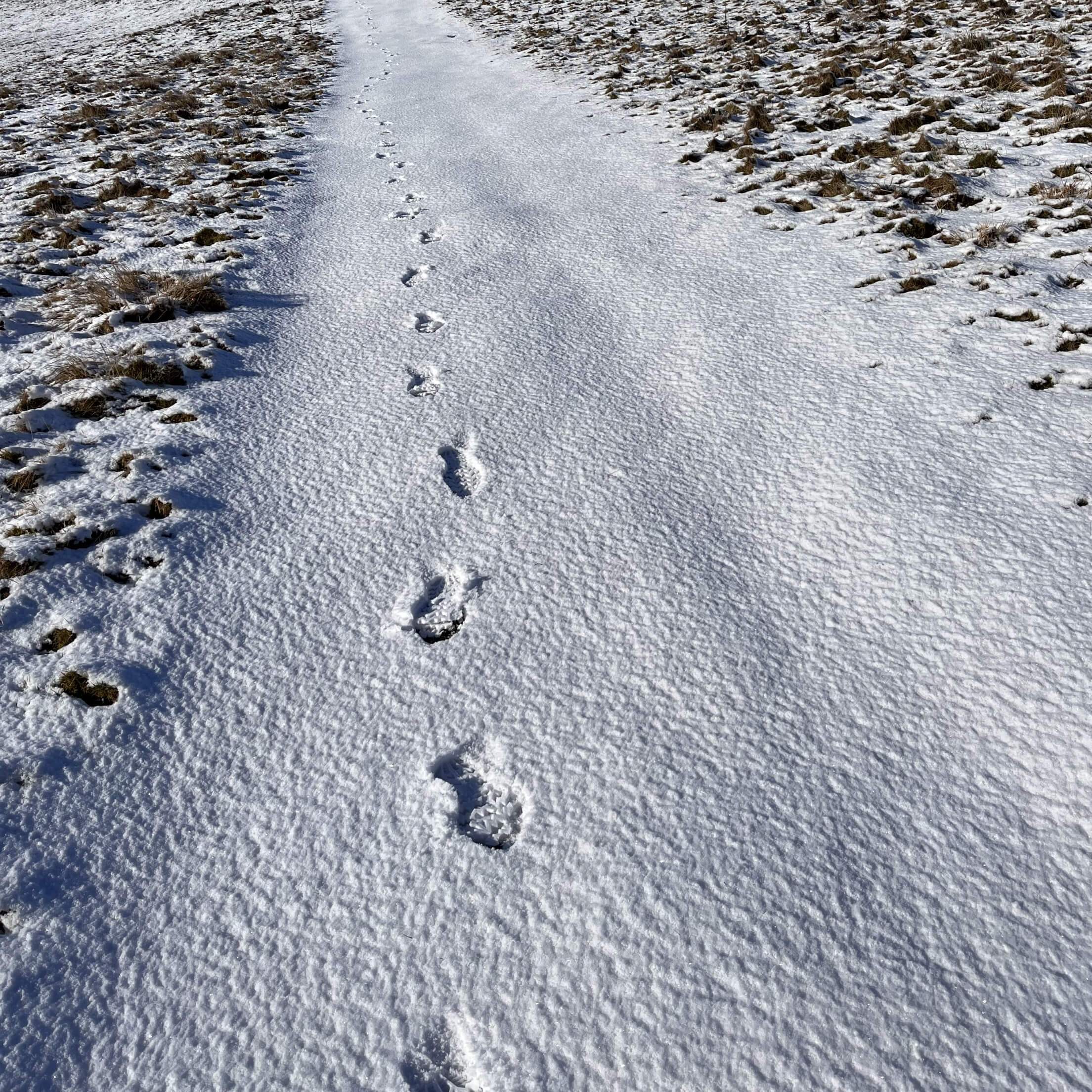 Path covered in snow and footprints