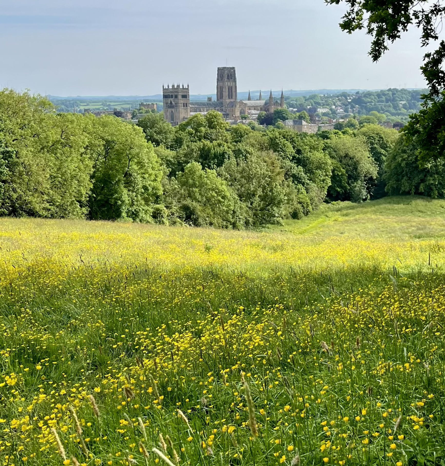 Observatory Hill in Durham. Buttercups and view of the Cathedral