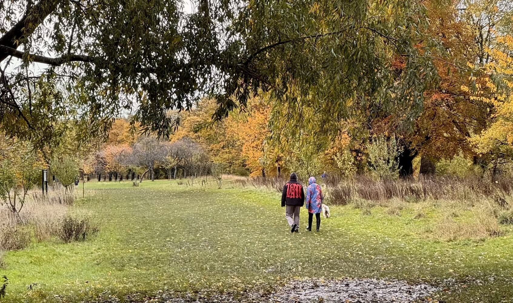 Two people walking along a tree lined path