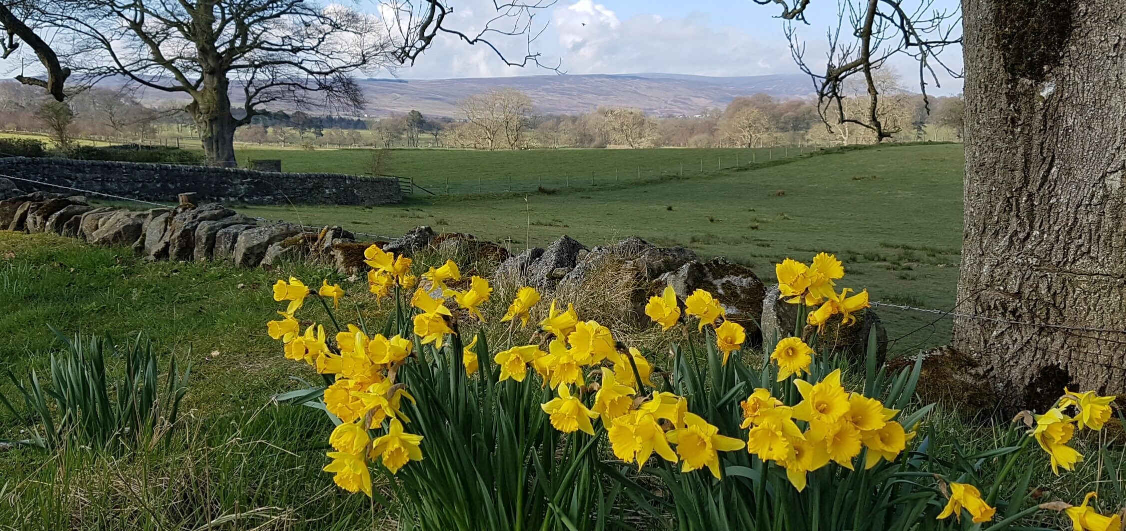 Daffodils with field behind