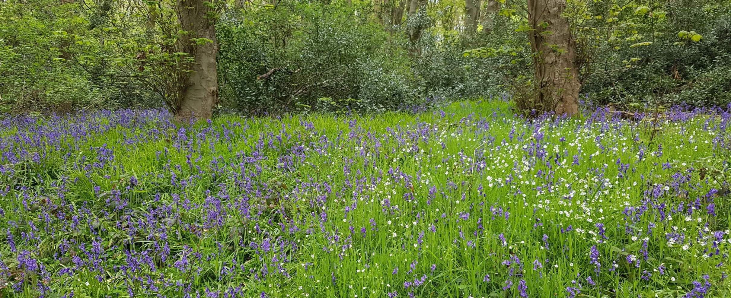 Bluebells in a wood