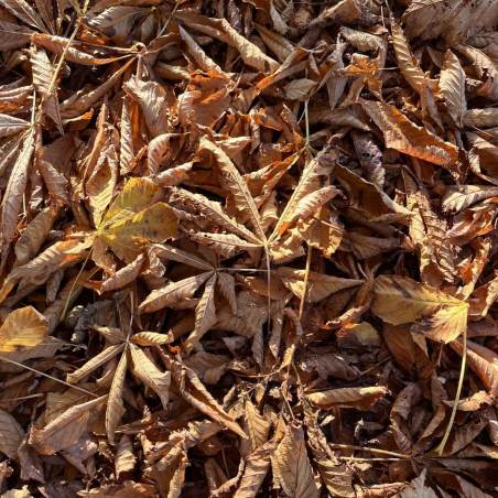 Melanie Counsellor head shot. Glasses, curly hair in a hairband