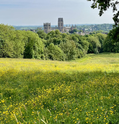 Observatory Hill in Durham. Buttercups and view of the Cathedral